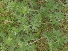 Potentilla argentea
