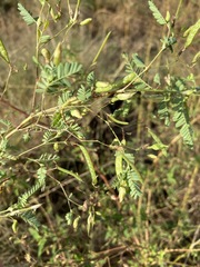 Aeschynomene indica