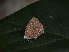 Arhopala athada