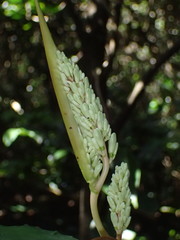 Alpinia flabellata