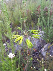 Erica viridiflora viridiflora