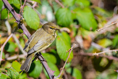 Phylloscopus collybita