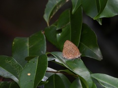 Arhopala eumolphus maxwelli