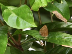 Arhopala eumolphus maxwelli