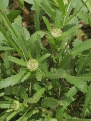 Leucanthemum vulgare