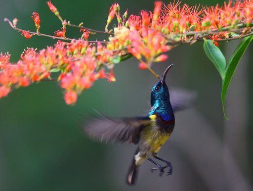 Souimanga Sunbird