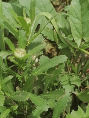 Leucanthemum vulgare