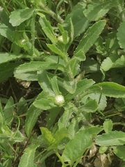 Leucanthemum vulgare
