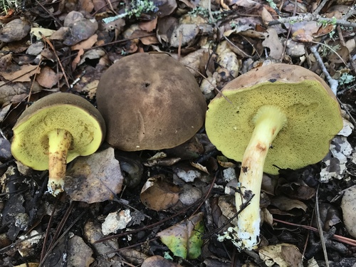 Ziegenlippe