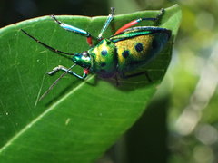 Calliphara excellens