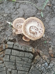 Cerioporus squamosus