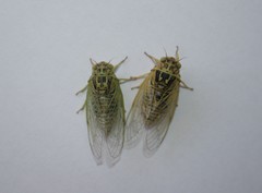 Cicadatra hyalina