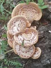 Cerioporus squamosus