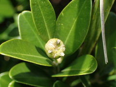 Buxus liukiuensis