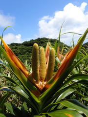 Freycinetia formosana