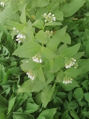 Symphytum caucasicum