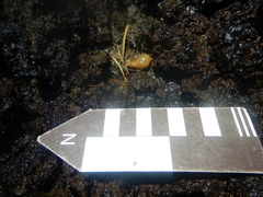 Desmodontinae