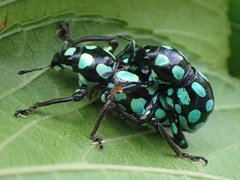 Pachyrhynchus tobafolius