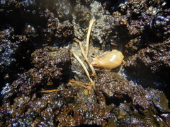 Desmodontinae