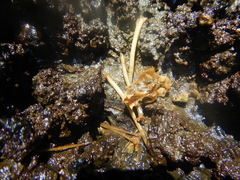 Desmodontinae