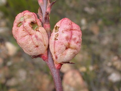 Tritoniopsis antholyza