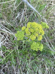 Polytaenia nuttallii