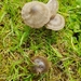 Entoloma infula - Photo (c) dreggman, algunos derechos reservados (CC BY-NC), subido por dreggman