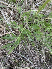 Polytaenia nuttallii
