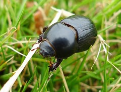 Alissonotum pauper