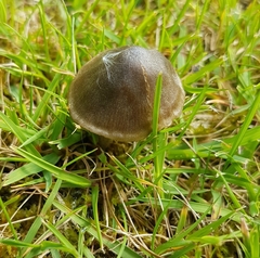 Entoloma infula