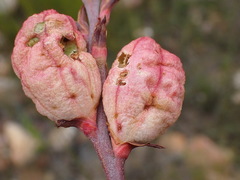Tritoniopsis antholyza