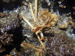 Desmodontinae