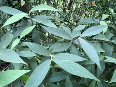 Callicarpa tikusikensis