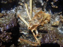 Desmodontinae