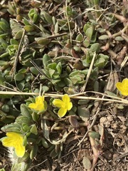 Portulaca quadrifida image