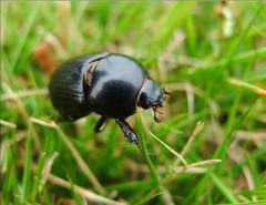Alissonotum pauper