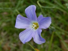 Linum alpinum