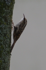 Certhia brachydactyla