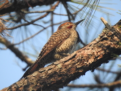 Colaptes auratus mexicanoides