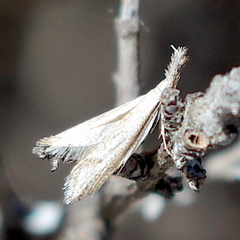 Pleurota albastrigulella