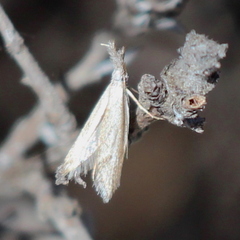 Pleurota albastrigulella