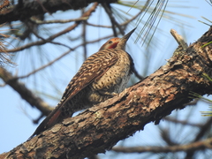 Colaptes auratus mexicanoides