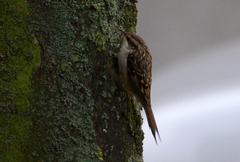 Certhia brachydactyla