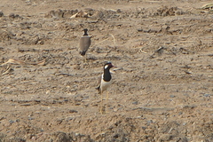 Vanellus indicus atronuchalis