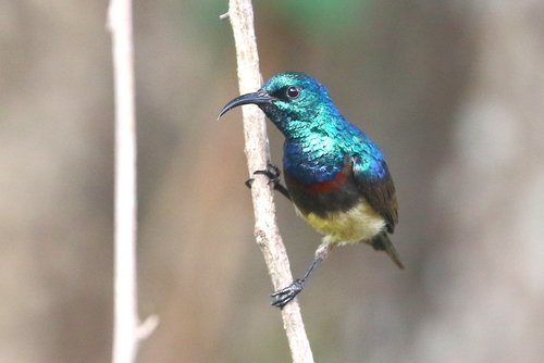 Souimanga Sunbird