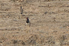 Vanellus indicus atronuchalis