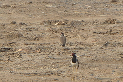Vanellus indicus atronuchalis