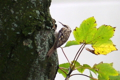 Certhia brachydactyla