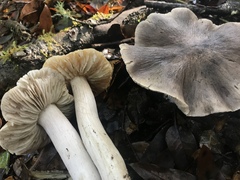 Tricholoma luteomaculosum