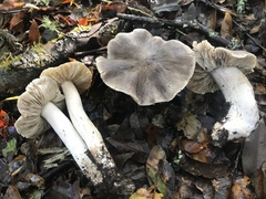 Tricholoma luteomaculosum